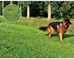 PROPLUS Pro Plus Aanlegspiraal - Hondenpen Met Handvat En Ring - Lengte 39 Cm 11 PROPLUS Pro Plus Aanlegspiraal - Hondenpen Met Handvat En Ring - Lengte 39 Cm -Buiten Kamperen Apparatuur 1200x959 1